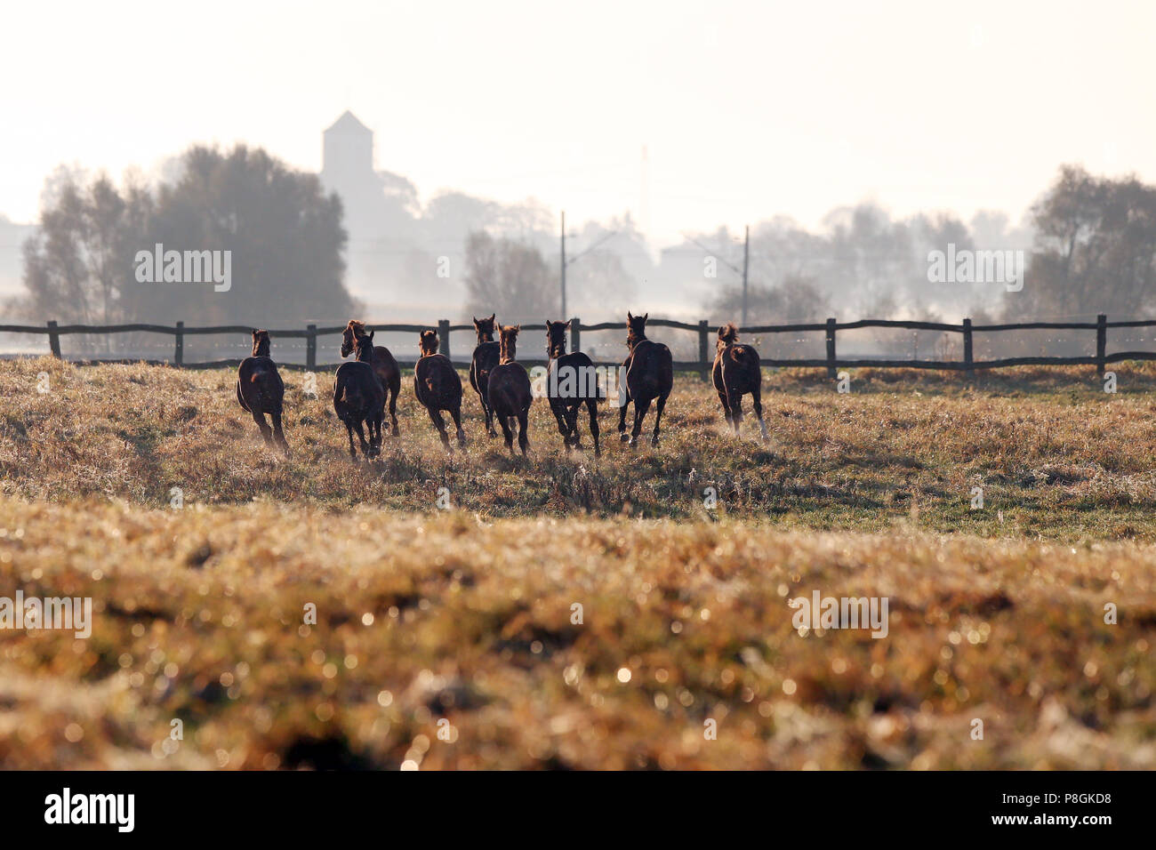 Die verzierte Goerlsdorf, Silhouette, galoppierende Pferde auf der Weide Stockfoto