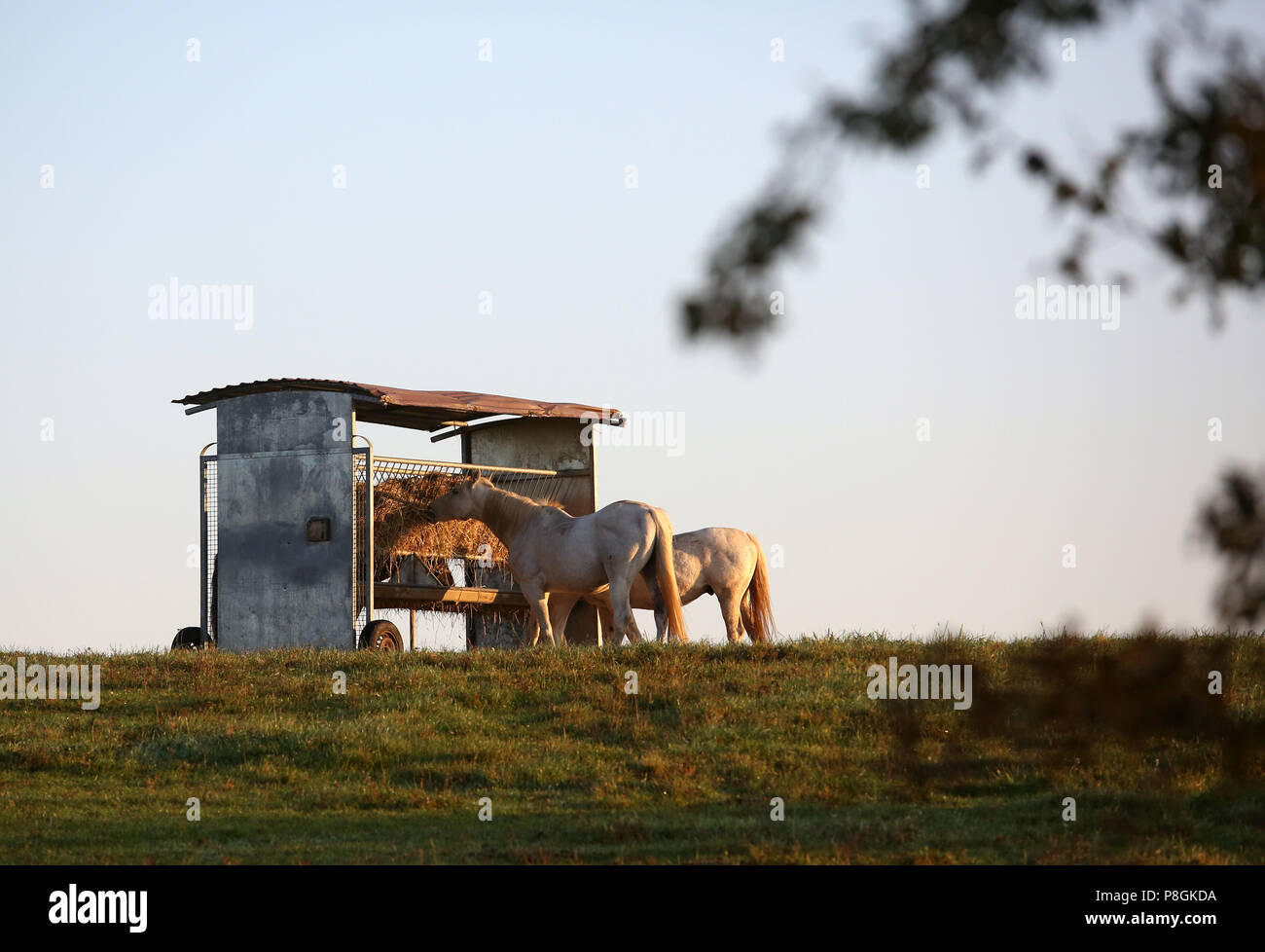 Gestüt Goerlsdorf, Pferde Essen in der Weide von einem überdachten Heuhaufen Stockfoto