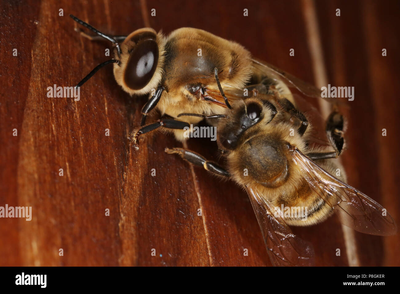 Berlin, Deutschland, Honey Bee (rechts) schiebt die Drohnen aus dem Bienenstock Stockfoto
