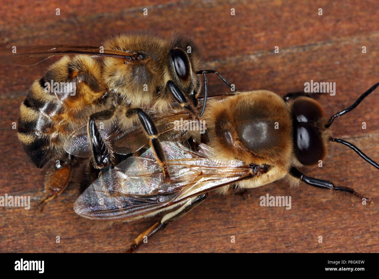Berlin, Deutschland, Honey Bee (oben) drückt eine Drohne aus dem Bienenstock Stockfoto