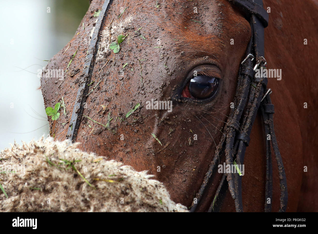 Hannover, Deutschland, den Kopf eines Pferdes ist verschmutzt verschmiert Stockfoto