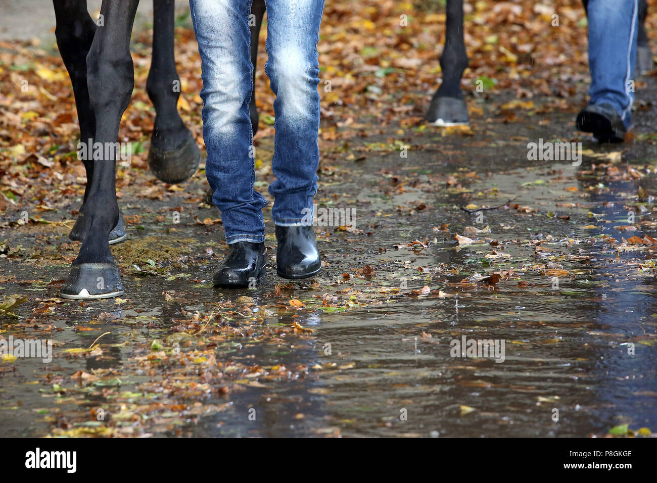 Hannover, Deutschland, Nahaufnahme, Pferde und die bräutigame Spaziergang durch einen Teich im Herbst Stockfoto
