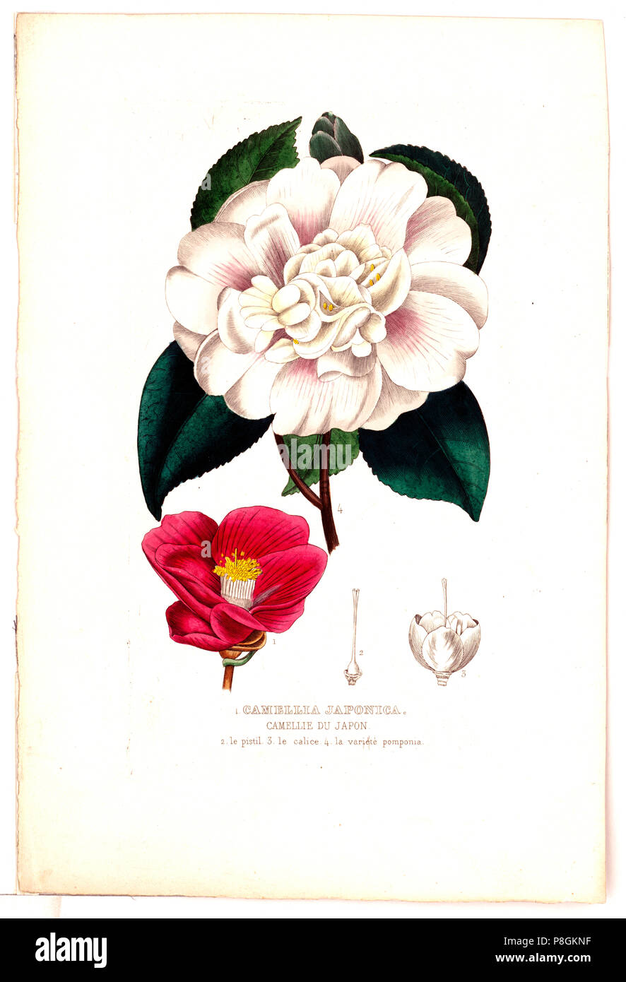 Camellia japonica. Camellie du Japon ca 1850-1900 Stockfoto