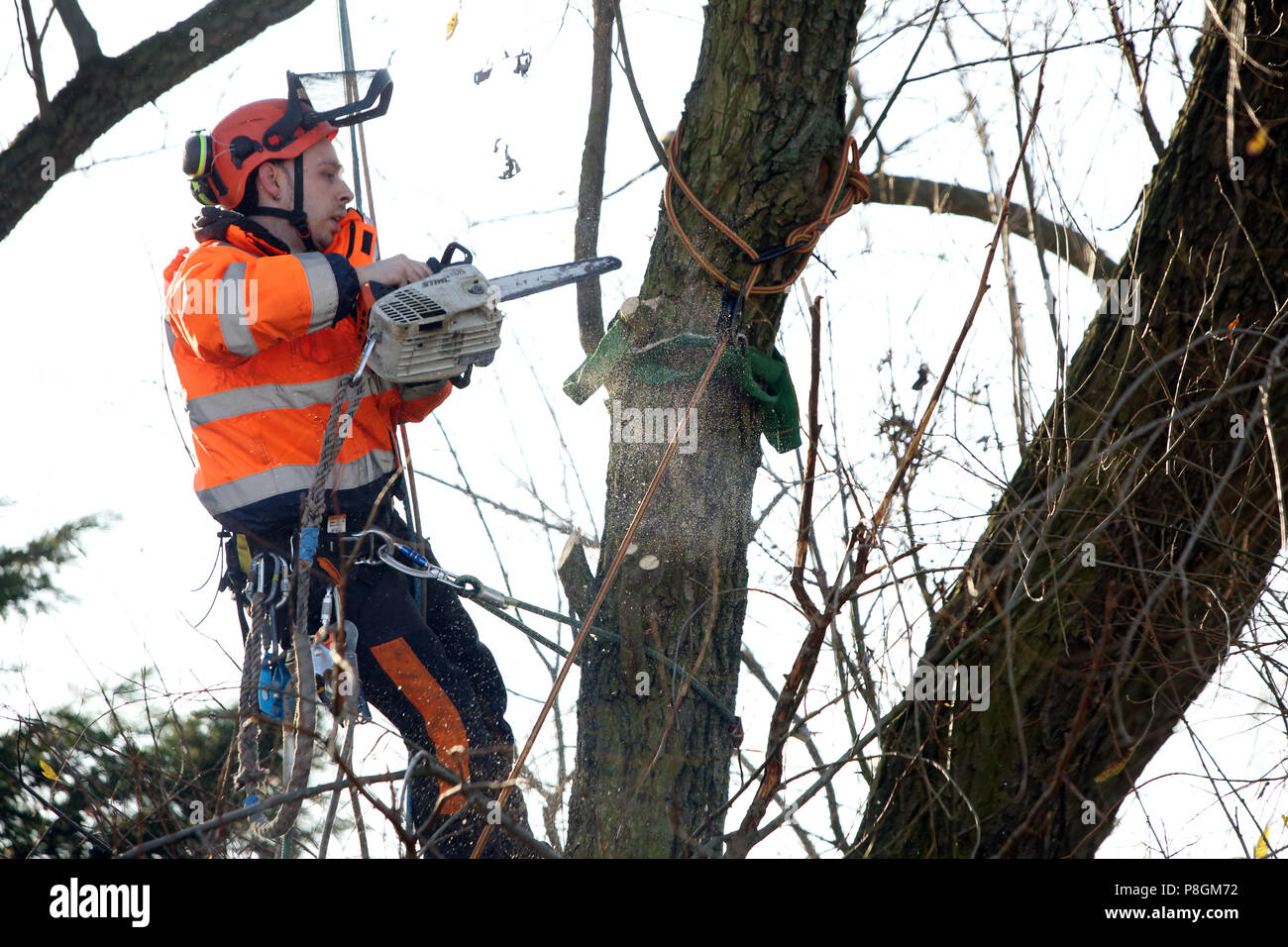 Berlin, Deutschland, Mitarbeiter der Gartenbau Büro ist die Aussaat einer verfaulten Zweig von einem Baum Stockfoto