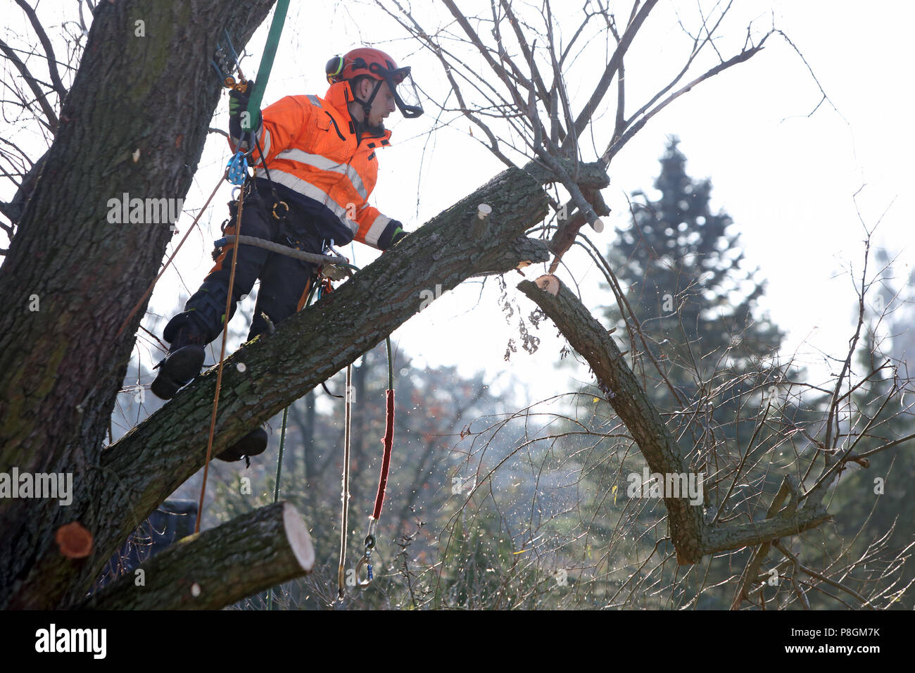Berlin, Deutschland, Mitarbeiter der Gartenbau Büro ist die Aussaat einer verfaulten Zweig von einem Baum Stockfoto