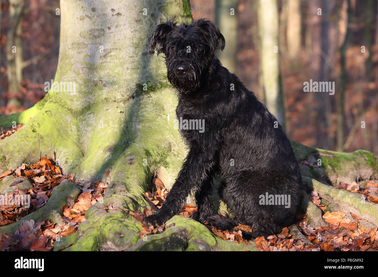 Berlin, Deutschland, Schnauzer aufmerksam sitzt im Wald auf einem Baum Stockfoto