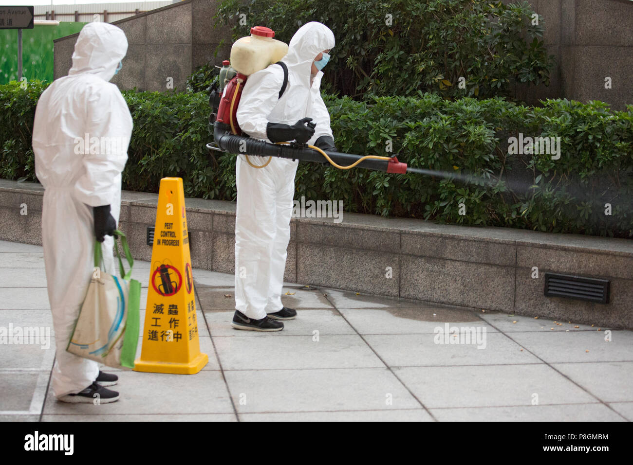 Hongkong, China, Mann sprays Pestizide auf einem Busch Stockfoto