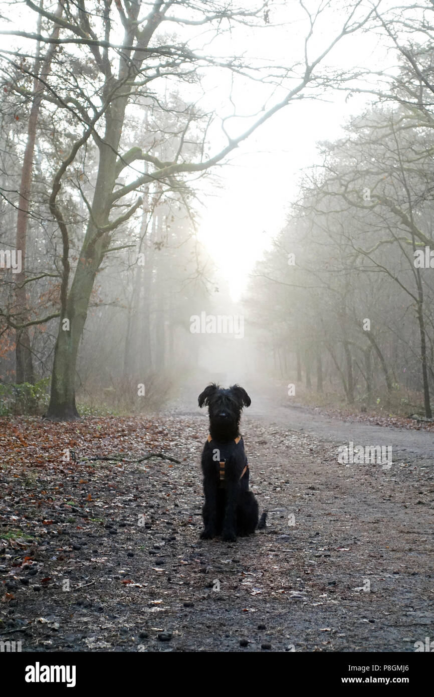 Berlin, Deutschland, Riesenschnauzer sitzt aufmerksam auf einem Waldweg Stockfoto