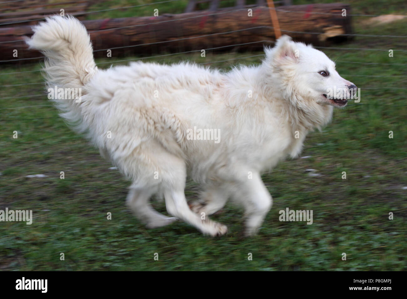 Neue Kaetwin, Deutschland, Pyrenean mountain Dog unterwegs Stockfoto