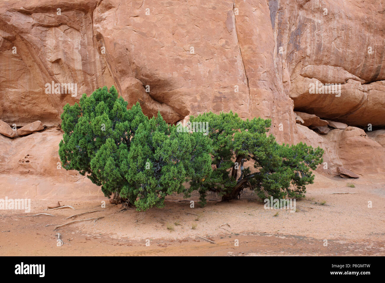 Wacholder und Sandstein Bildung im Arches National Park, Utah, USA. Stockfoto