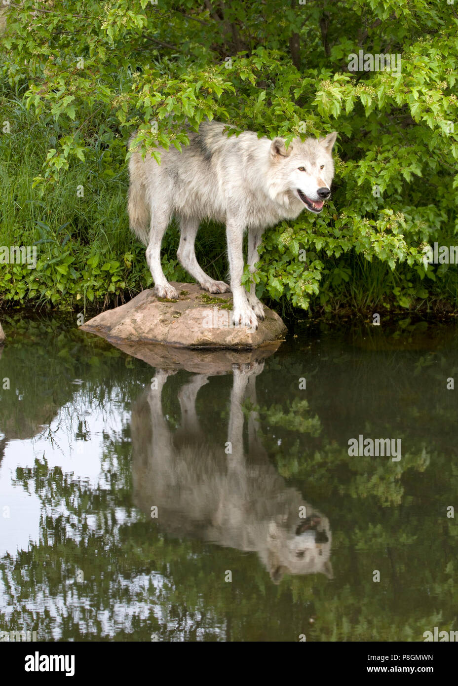 Grauer Wolf stehend auf einem Felsen mit Reflexion in einem ruhigen See Stockfoto