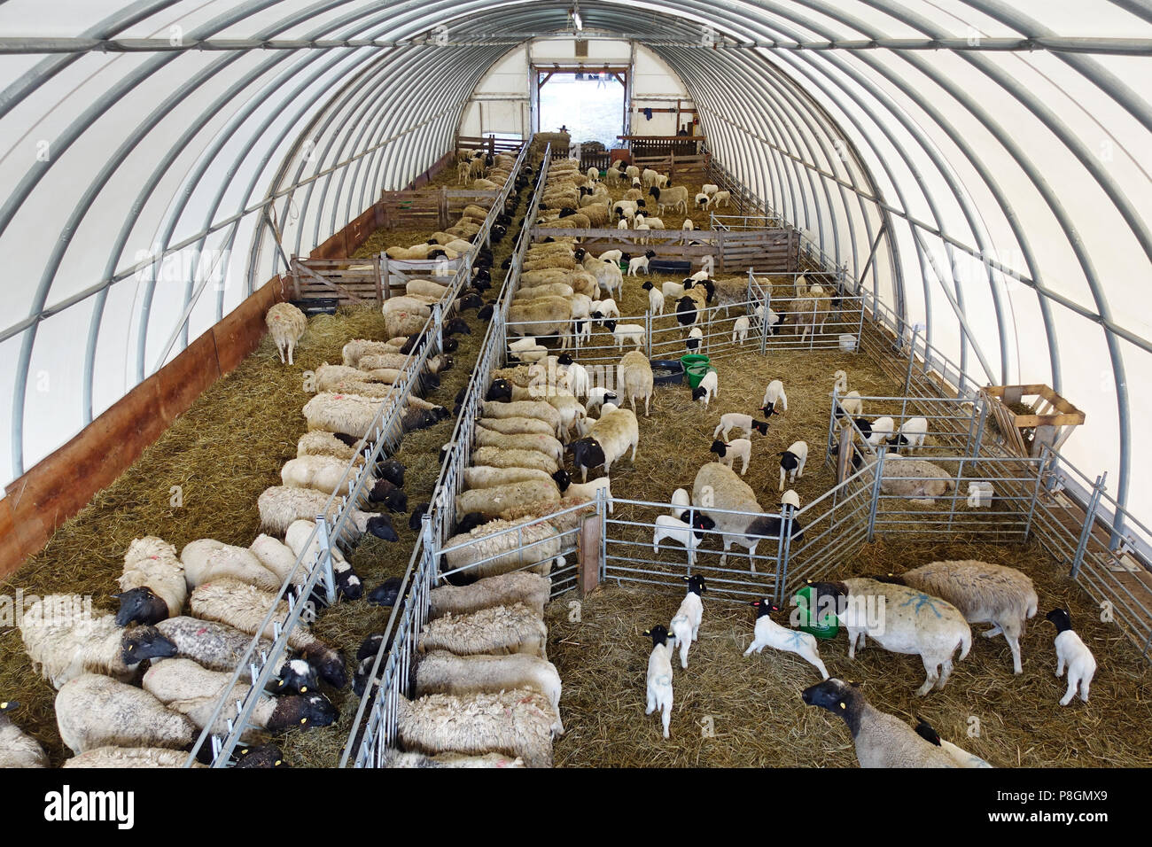 Neue Kaetwin, Deutschland, Dorper Schafe im Winter in einem stabilen Zelt Stockfoto