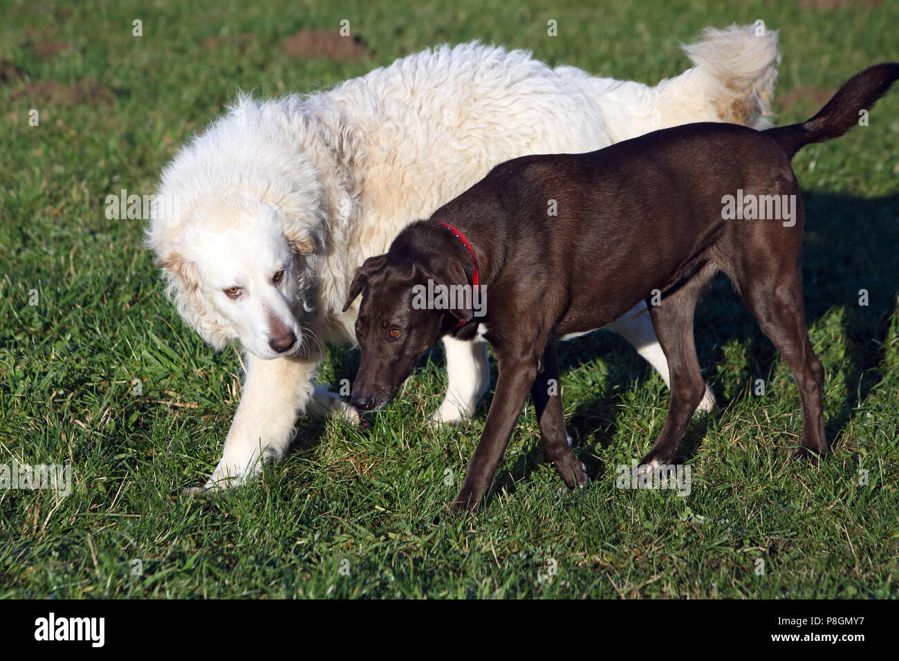 Neu Kaetwin, Deutschland, Pyrenean mountain Dog ist ein Jagdhund Stockfoto