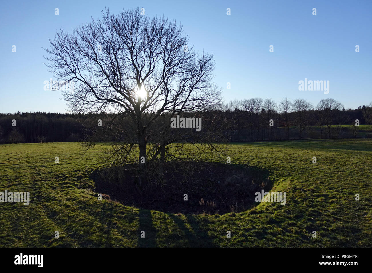 Neue Kaetwin, Deutschland, Baum steht in einem trockenen tot Eisloch Stockfoto