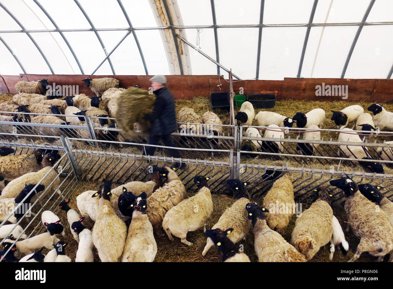 Neue Kaetwin, Deutschland, Landwirt füttert seine Dorper Schafe im Stall mit Heu Stockfoto