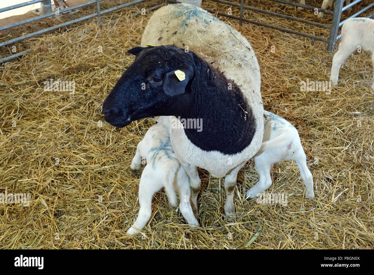 Neue Kaetwin, Deutschland, Dorper Schafe mit zwei Lämmer in einem Stall Stockfoto