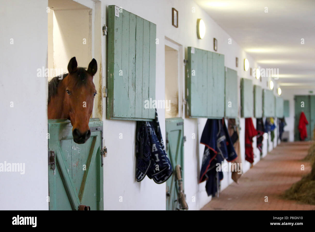 Neustadt (Dosse), Pferd im Stall schaut aus seinem Kasten Stockfoto