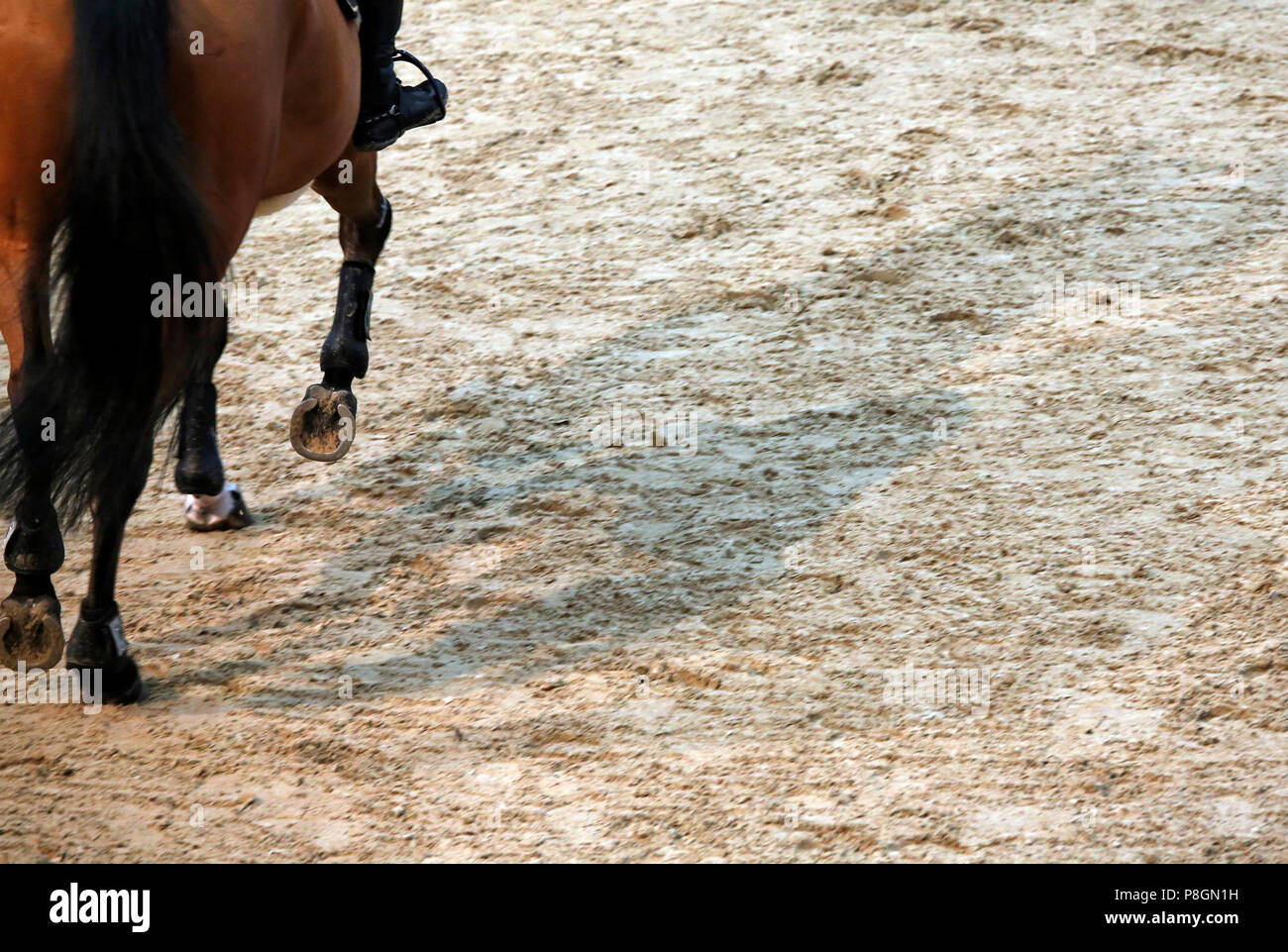 Neustadt (Dosse), Nahaufnahme, Pferd die Beine mit Manschetten galoppieren. Stockfoto