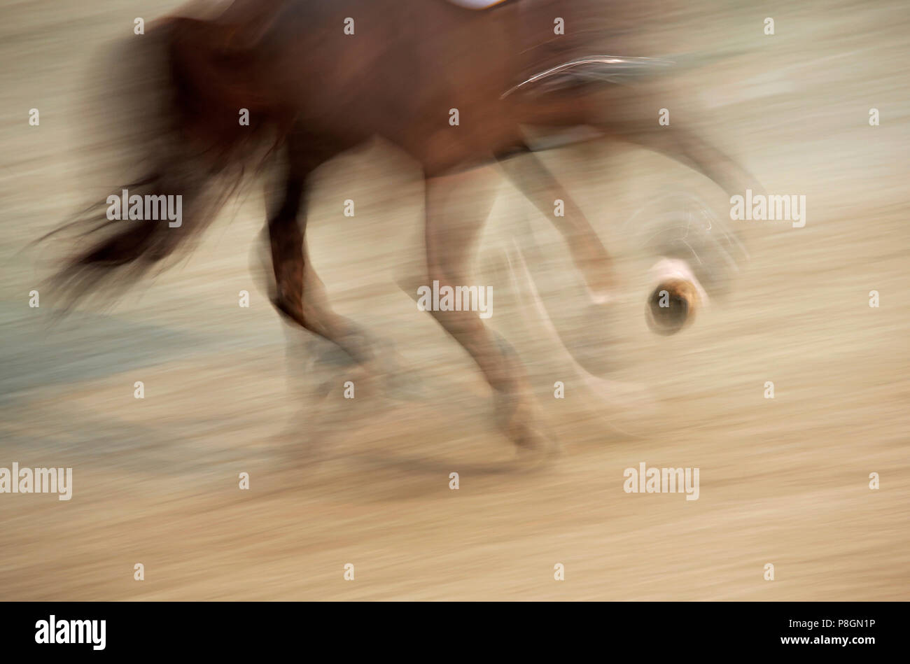 Neustadt (Dosse), Dynamics, Pferd an einem Turnier galoppieren. Stockfoto