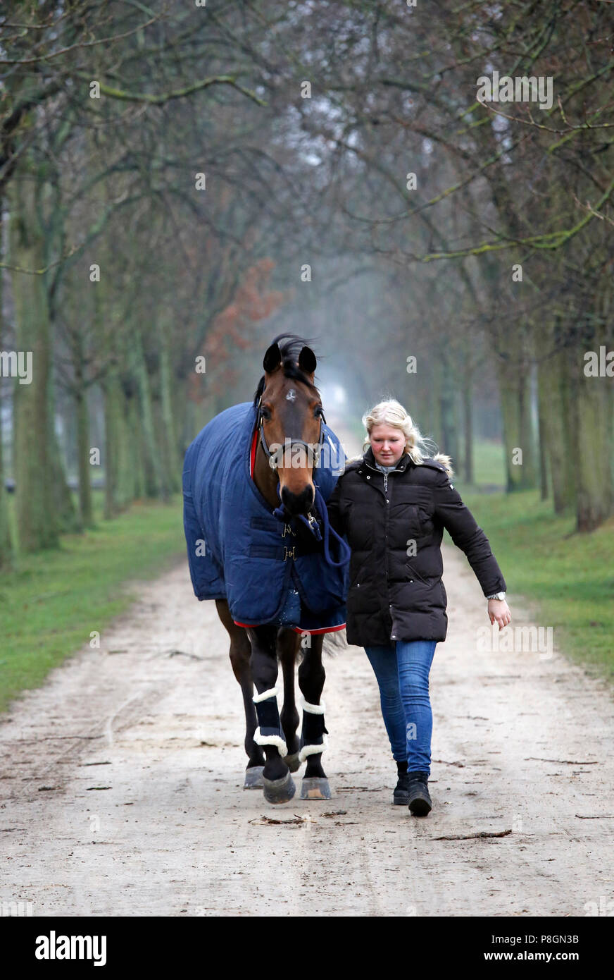 Neustadt (Dosse), Pferd ist im Winter mit einer Decke entlang einer Avenue geführte Stockfoto
