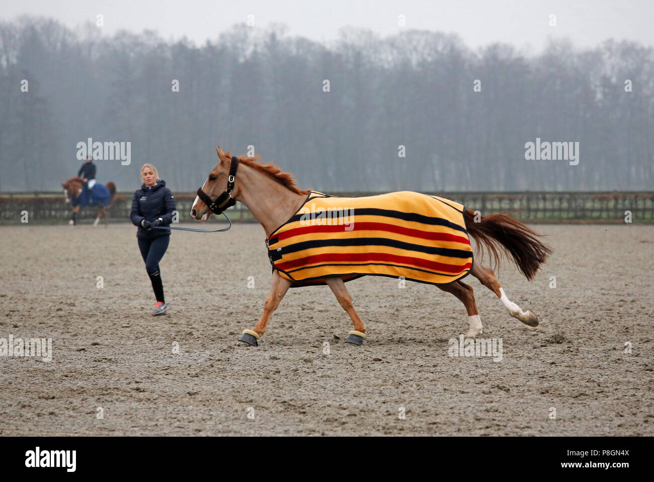 Neustadt (Dosse), Pferd, stürzte sich auf einem Reiterhof - Masse Stockfoto