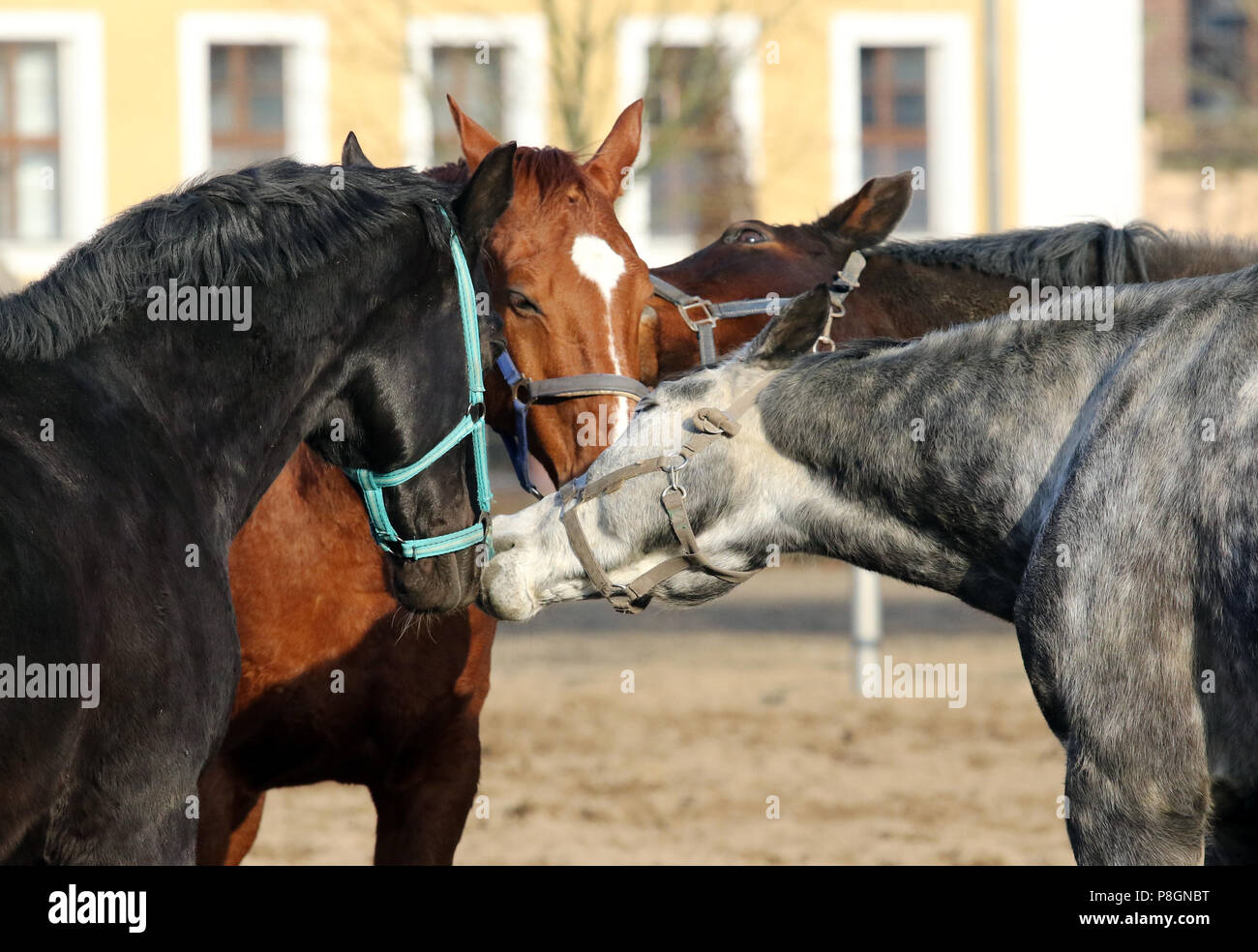 Neustadt (Dosse), Pferde sich Zupfen am Halfter Stockfoto