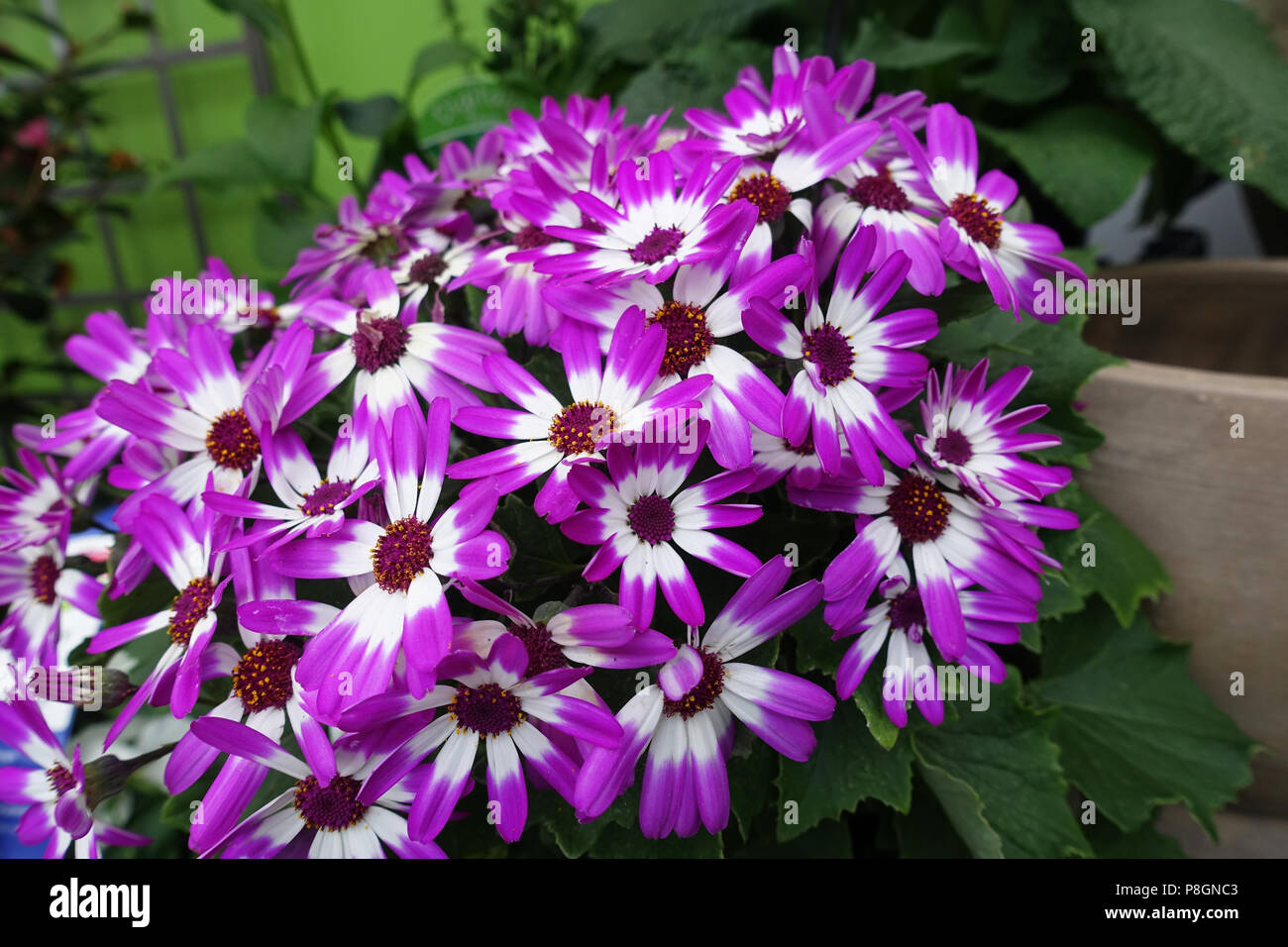 Pericallis Senetti oder Senetti Blumen in voller Blüte Stockfoto