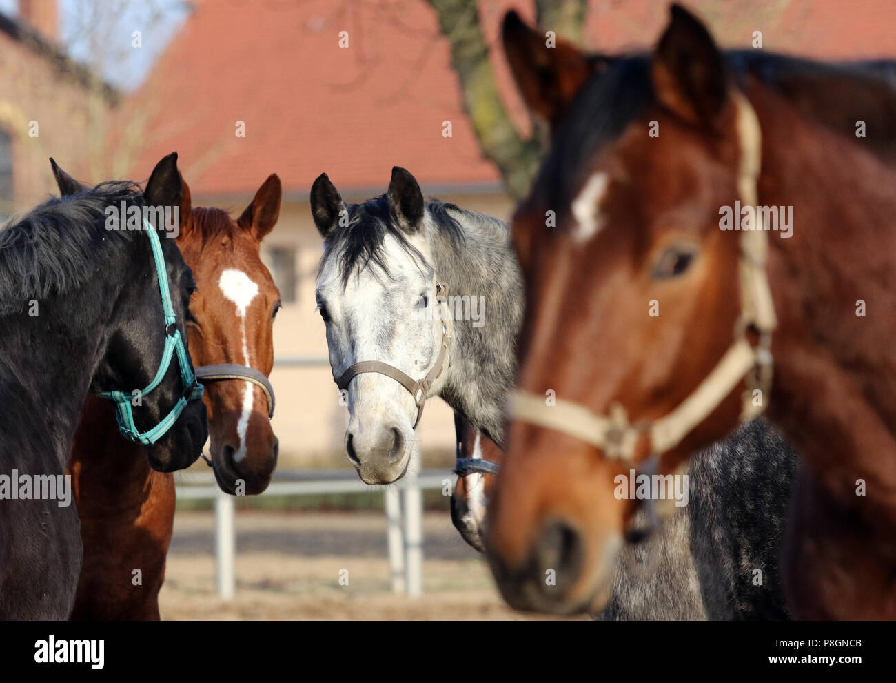 Neustadt (Dosse), Pferde stehen auf einer sand Paddock Stockfoto