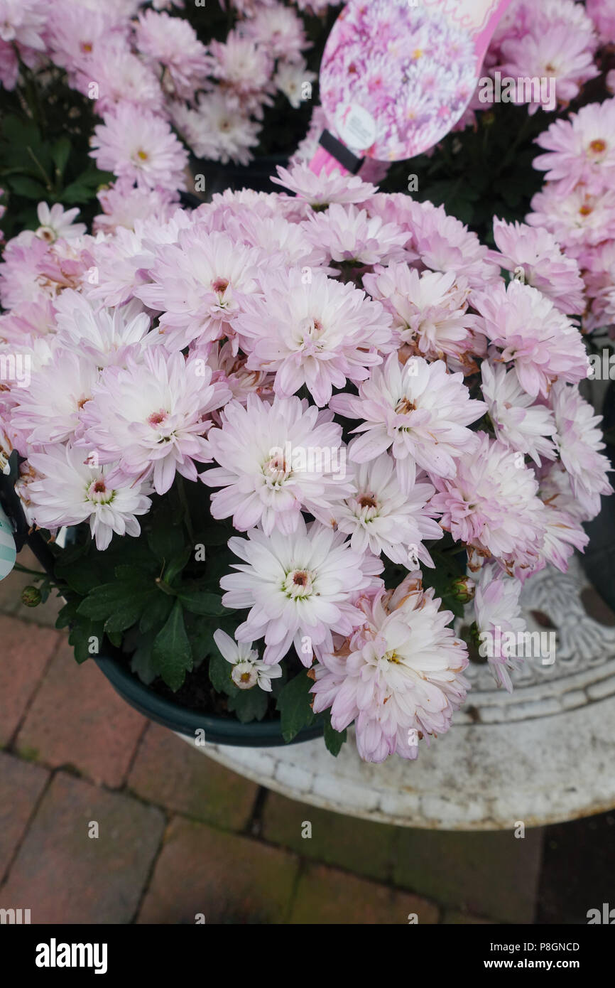 Chrysanthemum morifolium oder als Daisy und Hardy's Blumenladen Garten mumibn voller Blüten bekannt Stockfoto