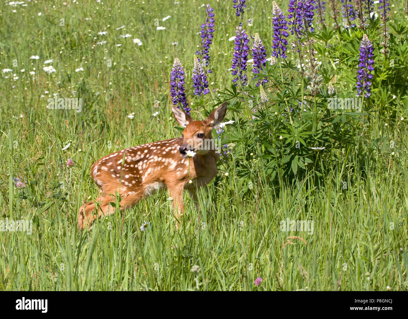 White Tailed Fawn in Lila Lupin Blumen Stockfoto