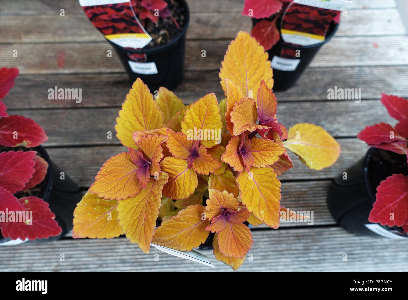 Solenostemon scutellarioides oder als Coleus Lagerfeuer bekannt Stockfoto