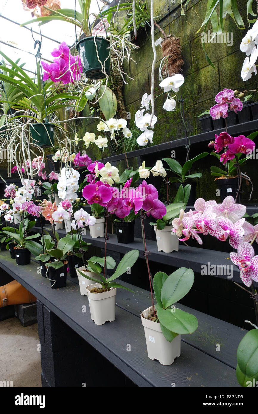 Gemischte Sorten von Phalaenopsis Orchideen oder als Motten Orchideen bekannt Stockfoto