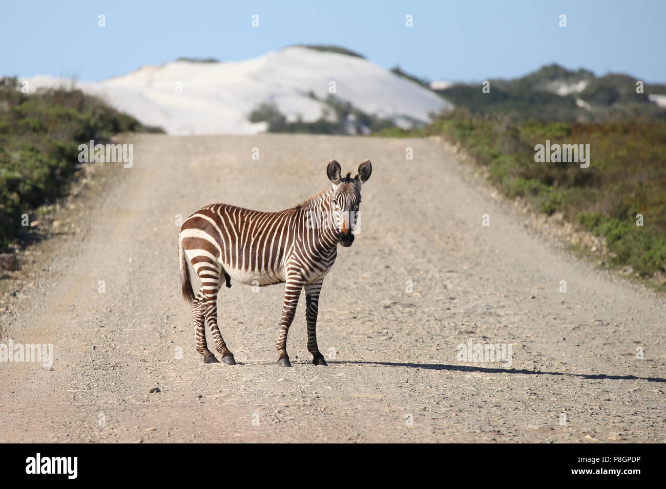 Cute Baby Zebra mitten auf einer Schotterstraße in der West Coast National Park in Südafrika. Stockfoto