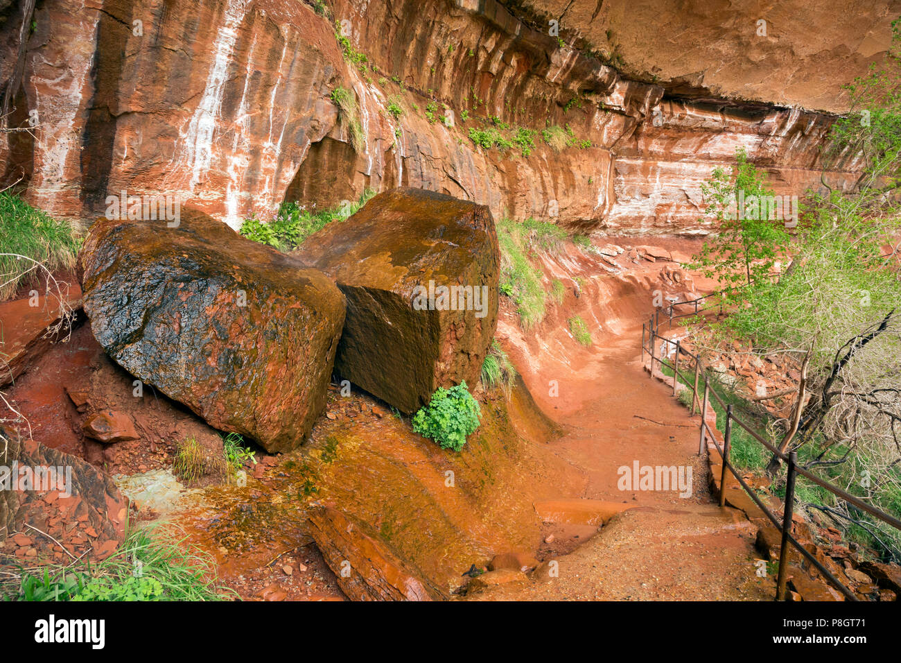 UTAH - Rinnsal von Wasser fallen aus einem Riss in den Felsen über entlang der Strecke unter einem Überhang der unteren, mittleren und oberen Emerald Pools zu verbinden. Stockfoto