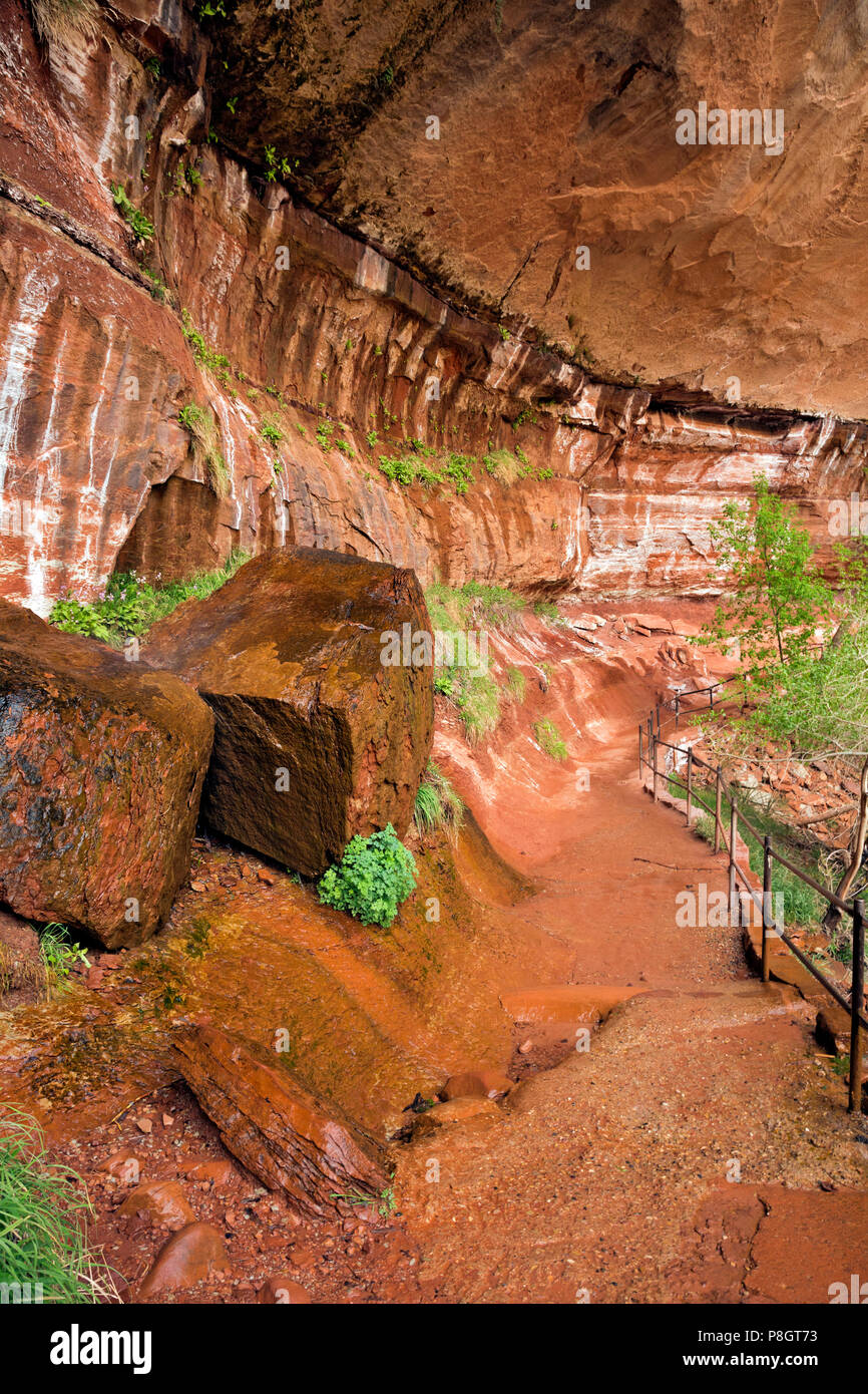 UTAH - Rinnsal von Wasser fallen aus einem Riss in den Felsen über entlang der Strecke unter einem Überhang der unteren, mittleren und oberen Emerald Pools zu verbinden. Stockfoto