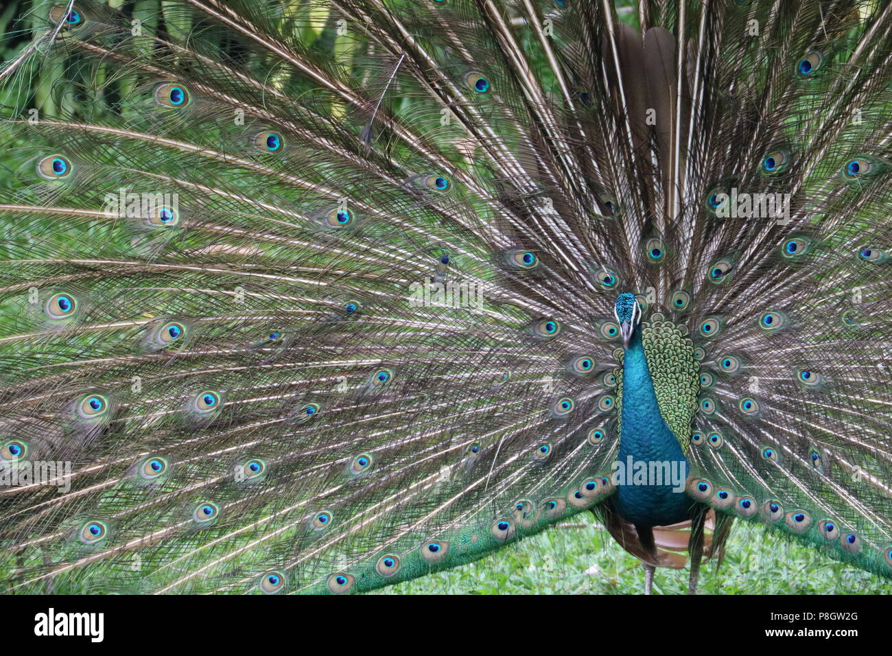 Pfau Stockfoto