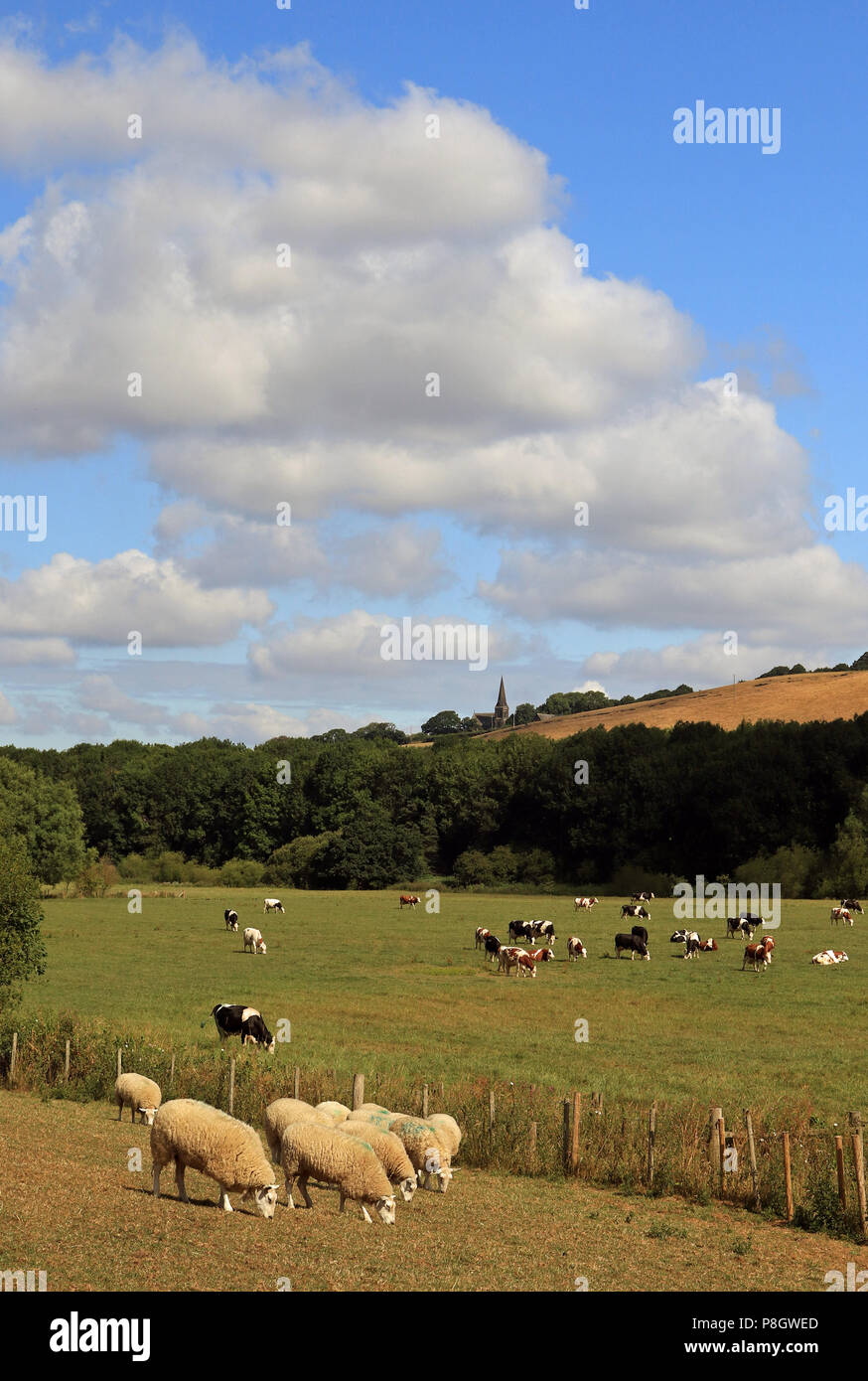 Schafe und Kühe grasen in den Fluss Douglas Tal in Lancashire unter Parbold Hill, von Christus Kirche übersehen, Parbold Stockfoto