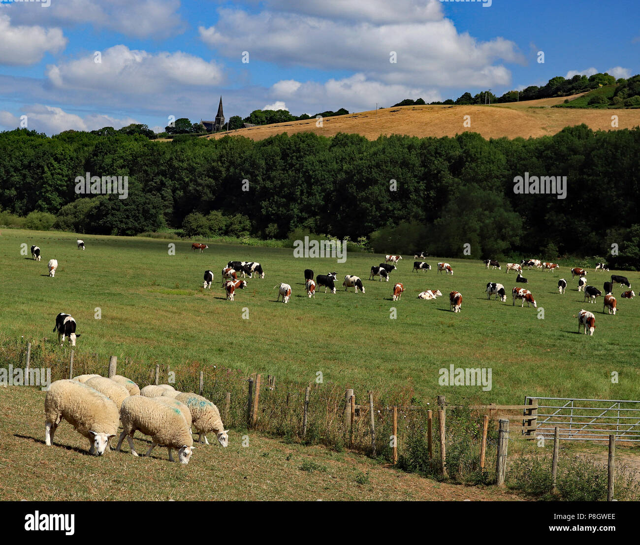 Kühe und Schafe weiden auf Ackerland in der fluss Douglas Tal in Lancashire unter Parbold Hügel, unter einem blauen Himmel mit flauschigen weissen Wolken. Stockfoto