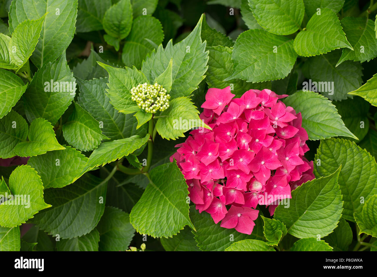 Nahaufnahme der Blüte rosa Hortensie Blume Hortensie Blume mit natürlichen, grünen Hintergrund. Geringe Tiefenschärfe. Stockfoto