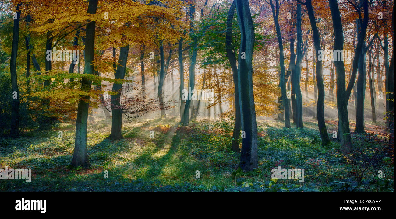 Herbst Golden Dawn in Britischen Woodlands Stockfoto