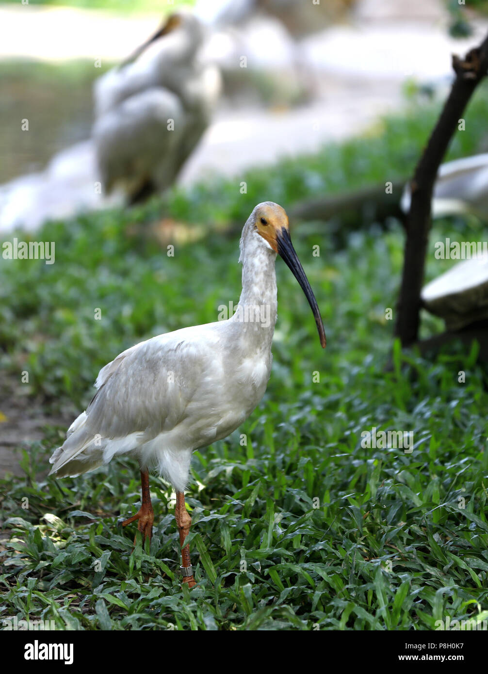 Guangzhou, Guangdong Provinz Chinas. 11. Juli 2018. Baby crested ibisse am Chimelong Vögel Park in Guangzhou, Provinz Guangdong im Süden Chinas, 11. Juli 2018 zu sehen sind. Acht crested Ibis birdlings wurden über künstliche Zucht an einem Schutz für gefährdete Arten in Guangzhou am Mittwoch geschlüpft. Credit: Huang Guobao/Xinhua/Alamy leben Nachrichten Stockfoto