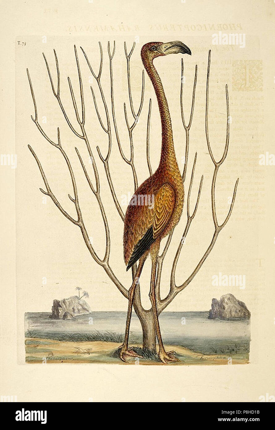 Vintage Abbildung: ein Vogel Stockfoto