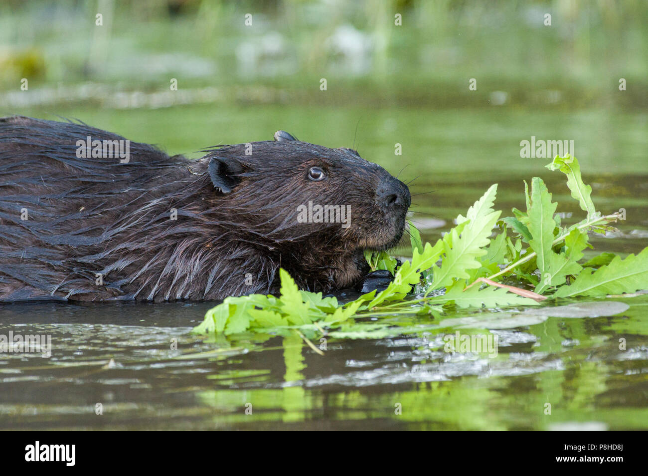 Ein Nordamerikanischer Biber (Castor canadensis) essen Pflanzen im Wasser. Stockfoto