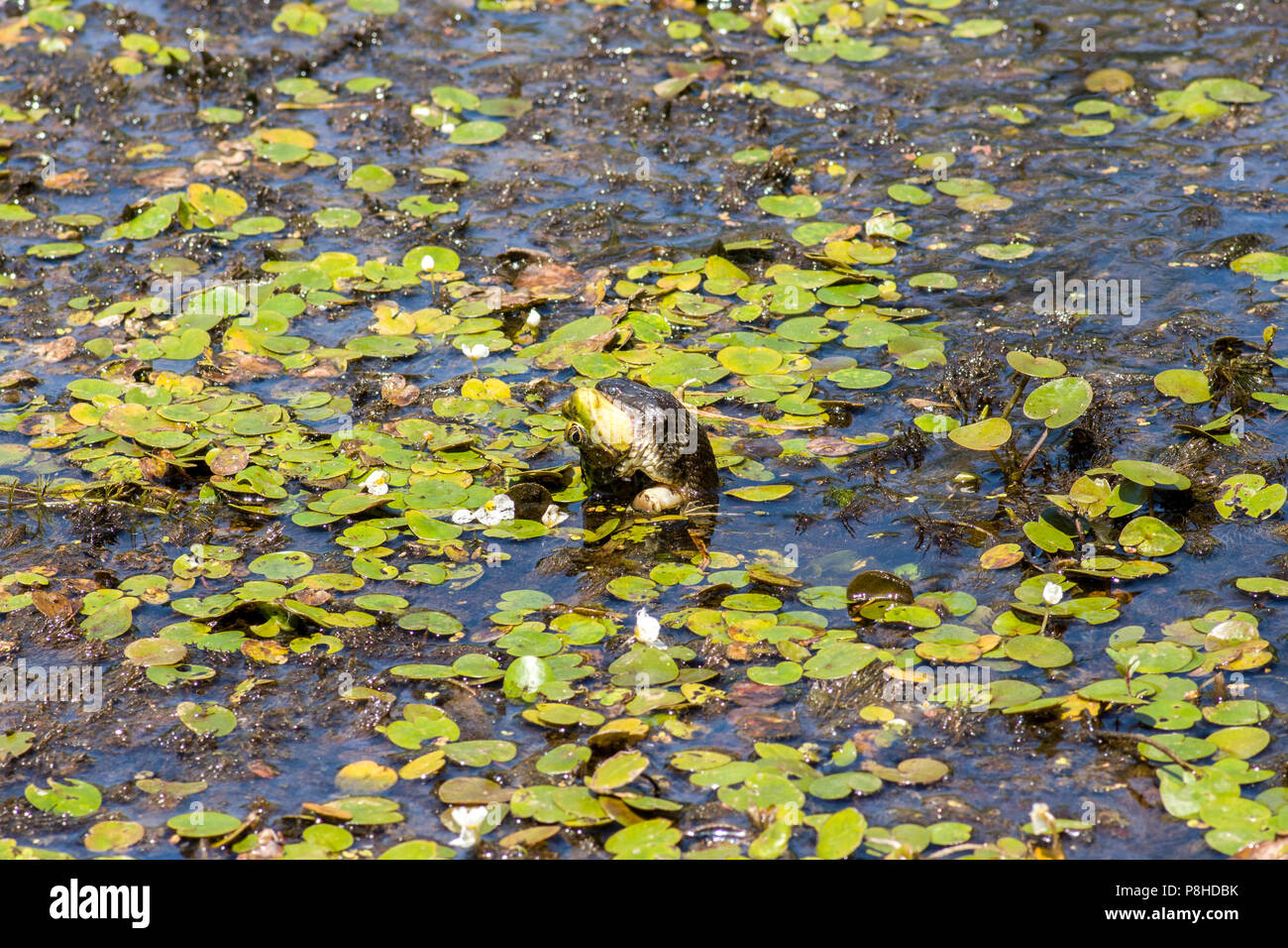 Eine nördliche Wasser Schlange (Nerodia sipedon) Fütterung auf einen grünen Frosch (Lithobates clamitans) in einem Sumpf. Stockfoto