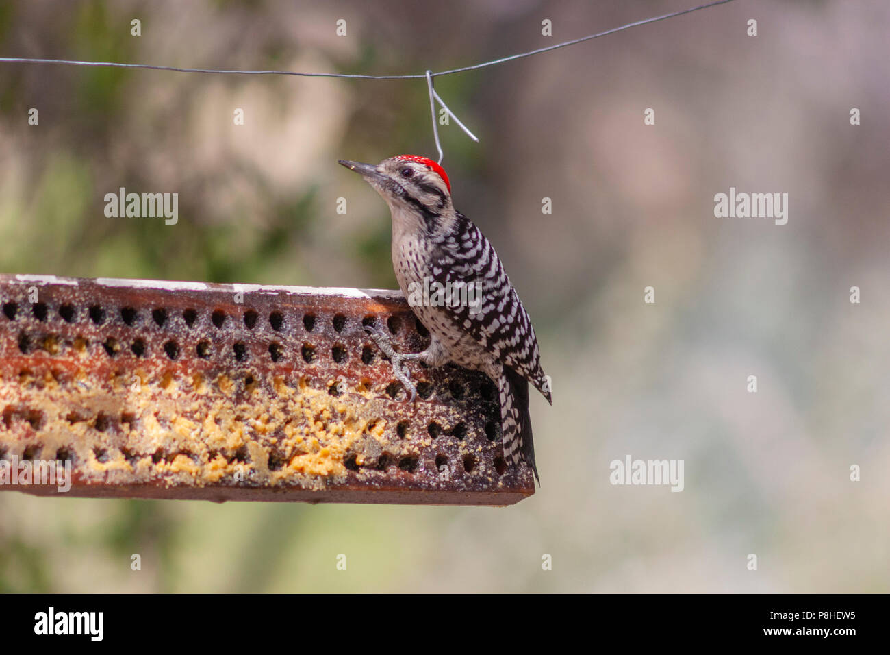 Rotnapfsapsucker, Sphyrapicus nuchalis, an einem Zubringer im Davis Mountains State Park im Südwesten von Texas. Stockfoto