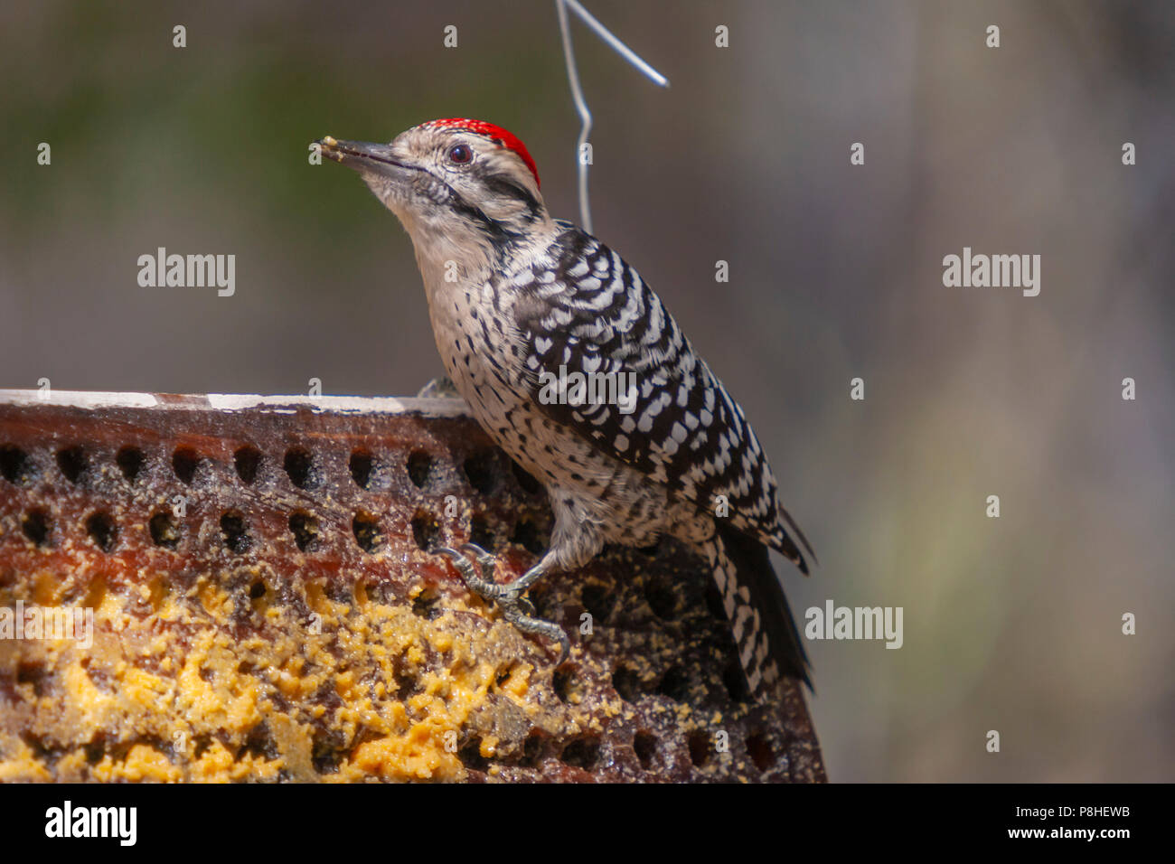 Rotnapfsapsucker, Sphyrapicus nuchalis, an einem Zubringer im Davis Mountains State Park im Südwesten von Texas. Stockfoto