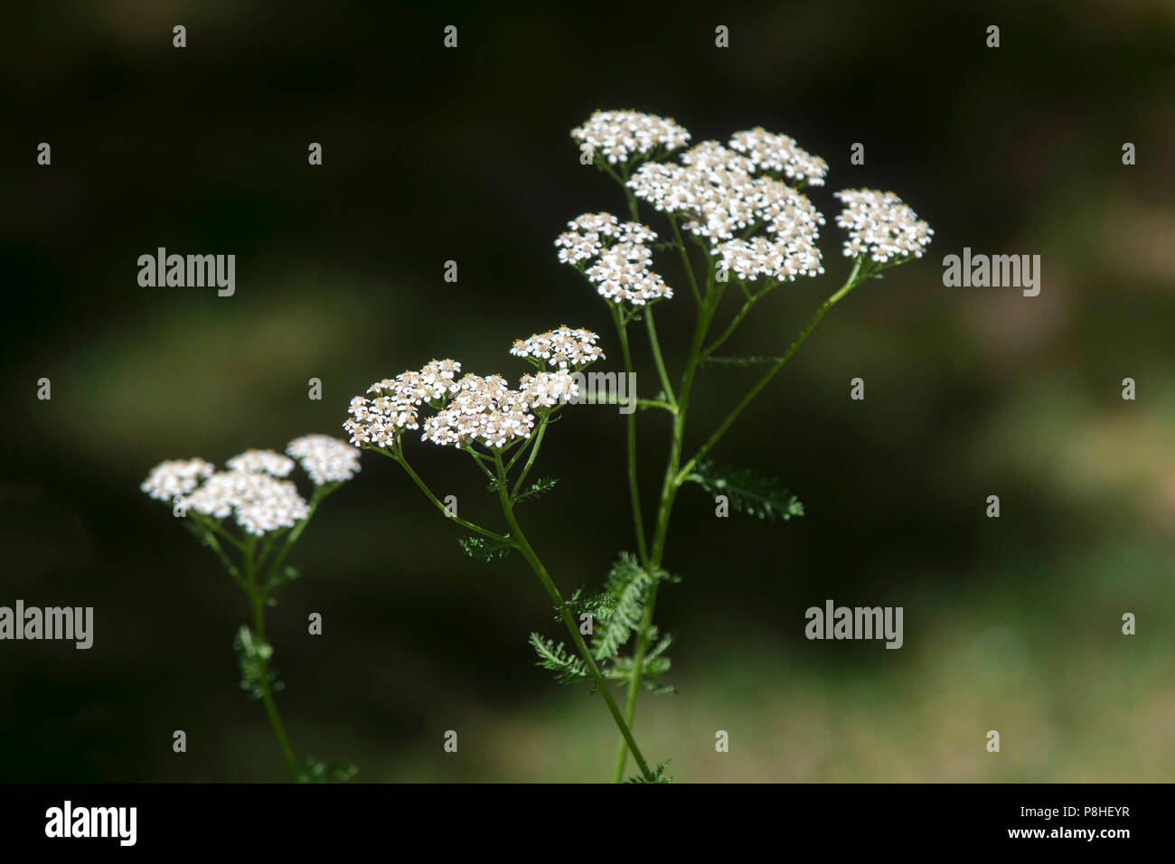 Queen Anne's Lace (Daucus carota) in einem Haus Garten auf Cape Cod, Massachusetts Stockfoto