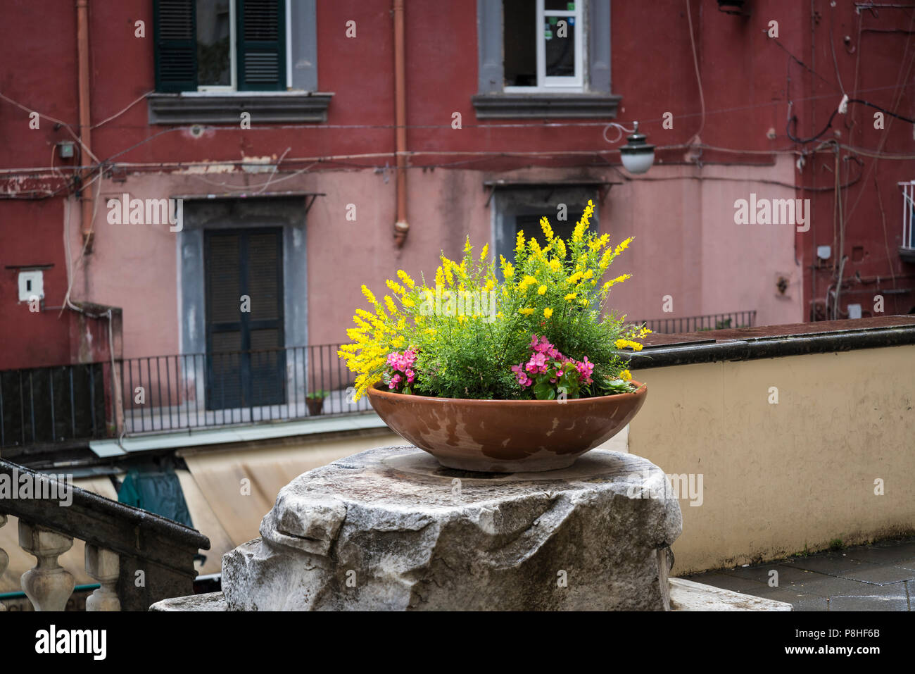 Blumentopf mit frischen Blumen im historischen Zentrum, Neapel, Italien Stockfoto