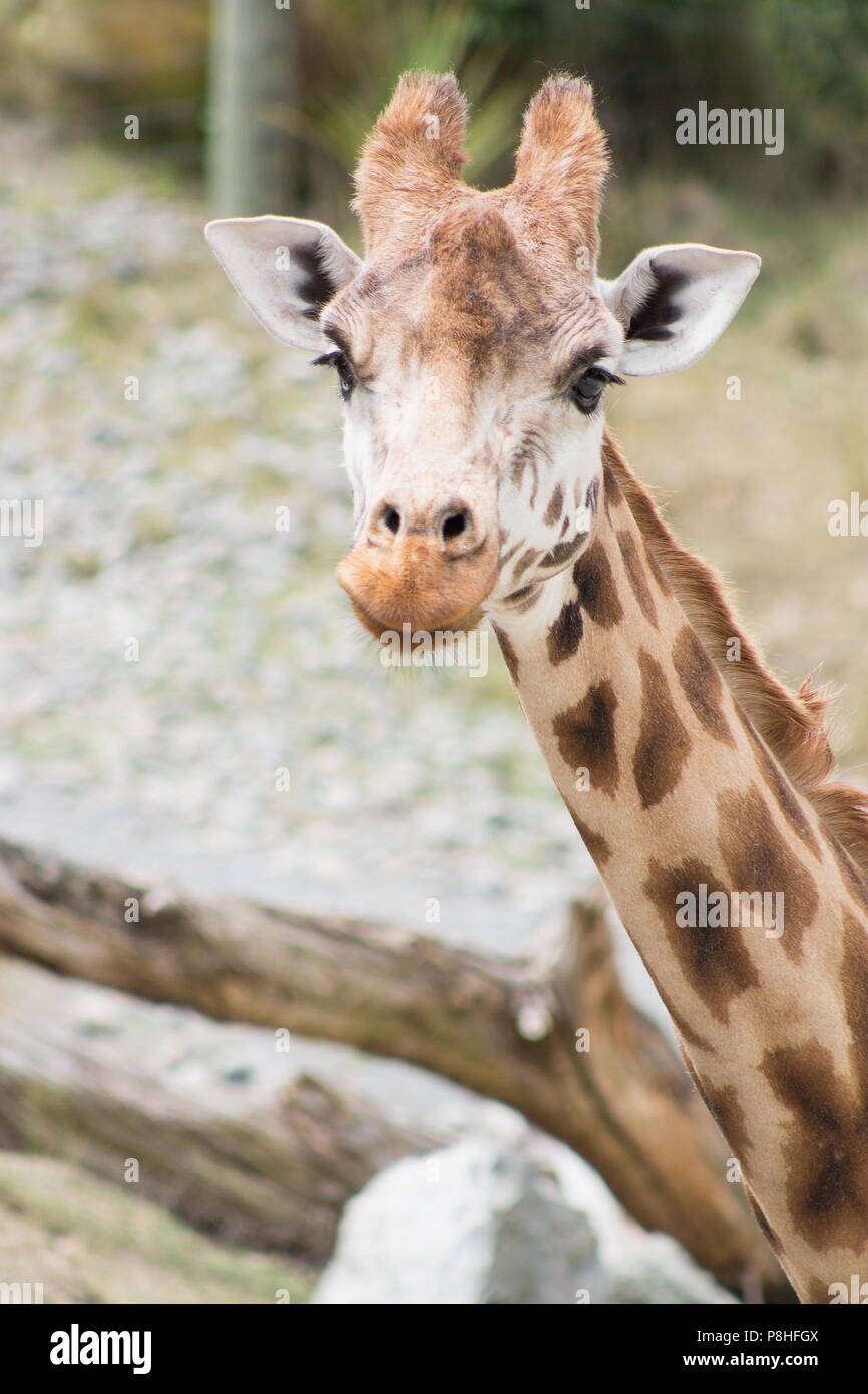 Giraffengesichtsprofil