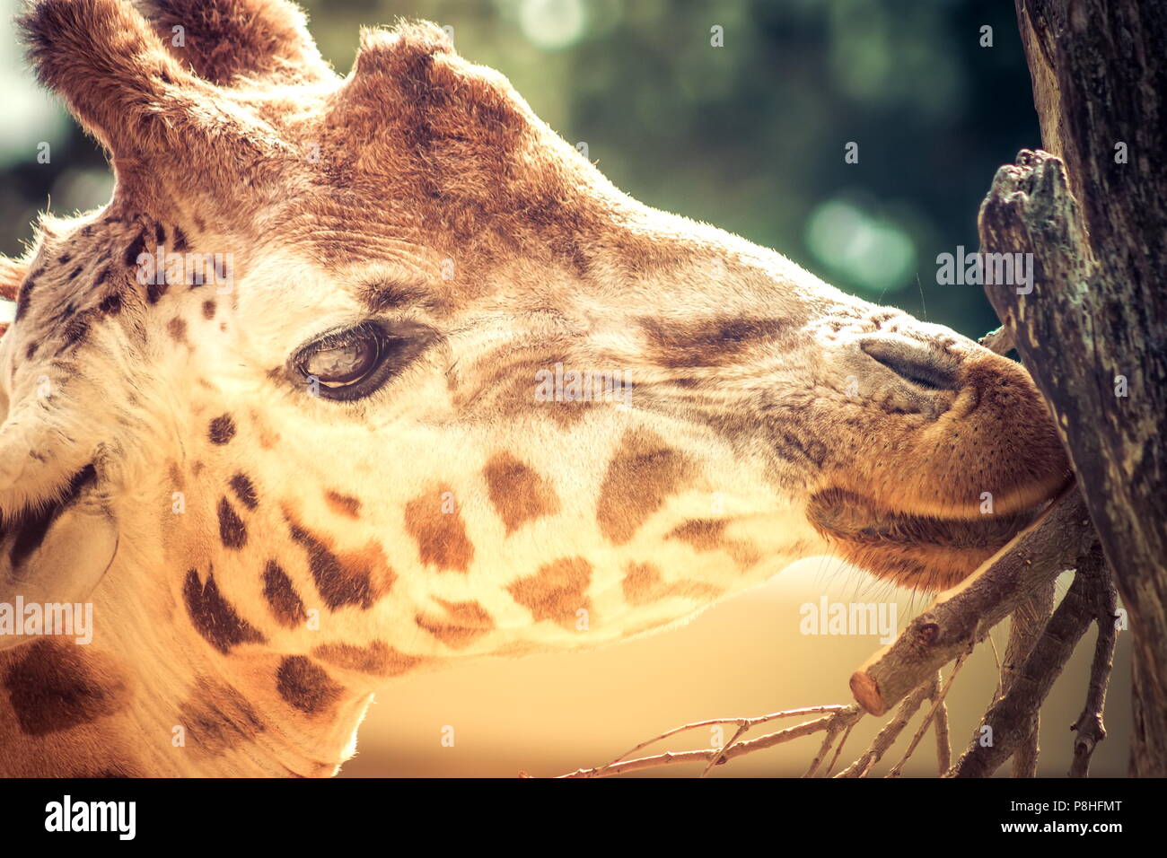 Nahaufnahme Seite Profil Bild einer Giraffe portrait Kopf schoss. Stockfoto